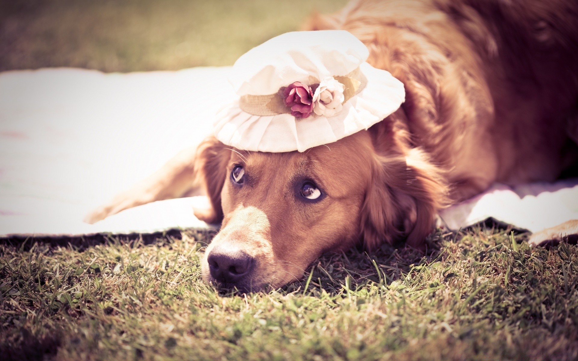 hund hund niedlich porträt haustier tier säugetier gras hundespezialist welpe allein natur junge