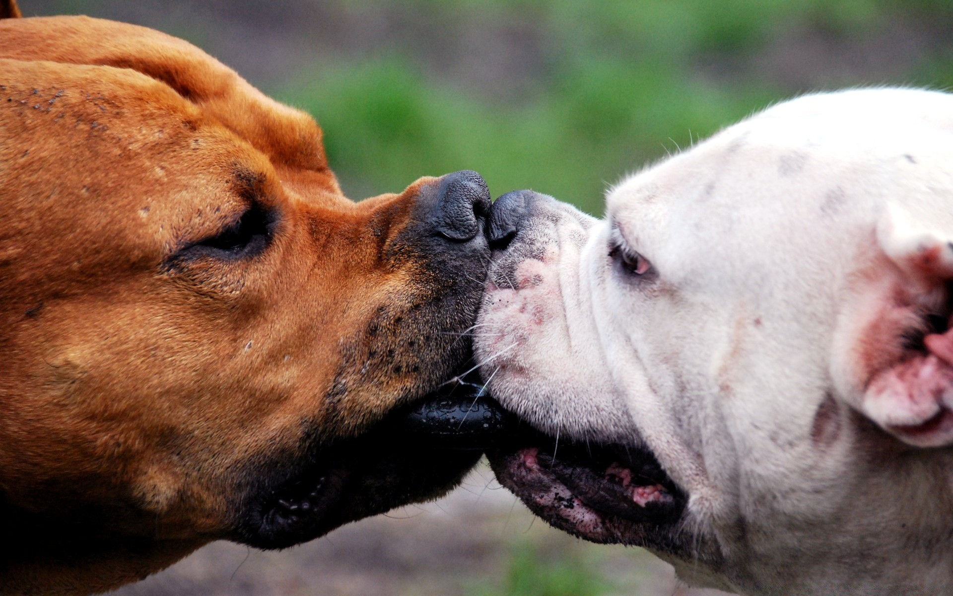 cani mammifero cane animale domestico carino ritratto animale domestico natura canino testa domestico toro lingua cucciolo visualizzazione all aperto