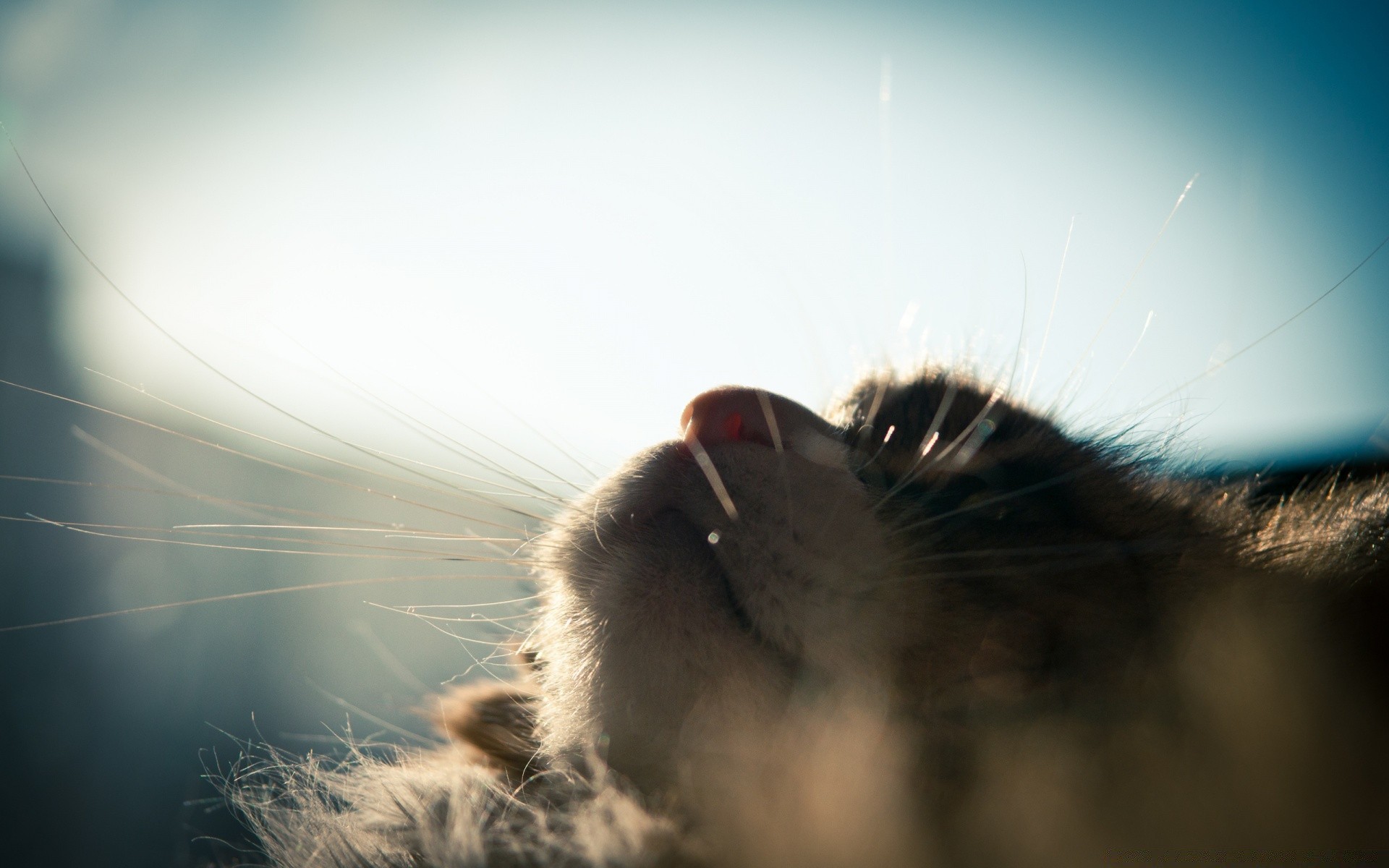 katzen tier katze porträt im freien natur haustier sonne säugetier ein tierwelt landschaft unschärfe dämmerung