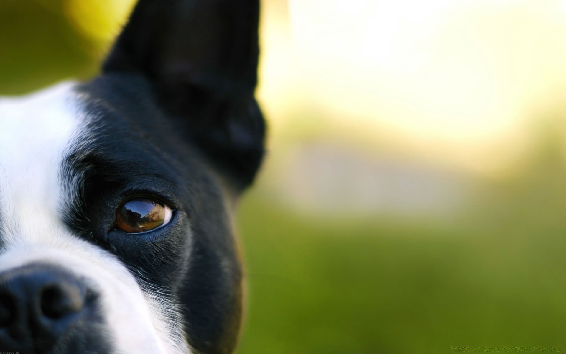 cani cane animale domestico animale ritratto carino canino mammifero cucciolo piccolo occhio erba natura