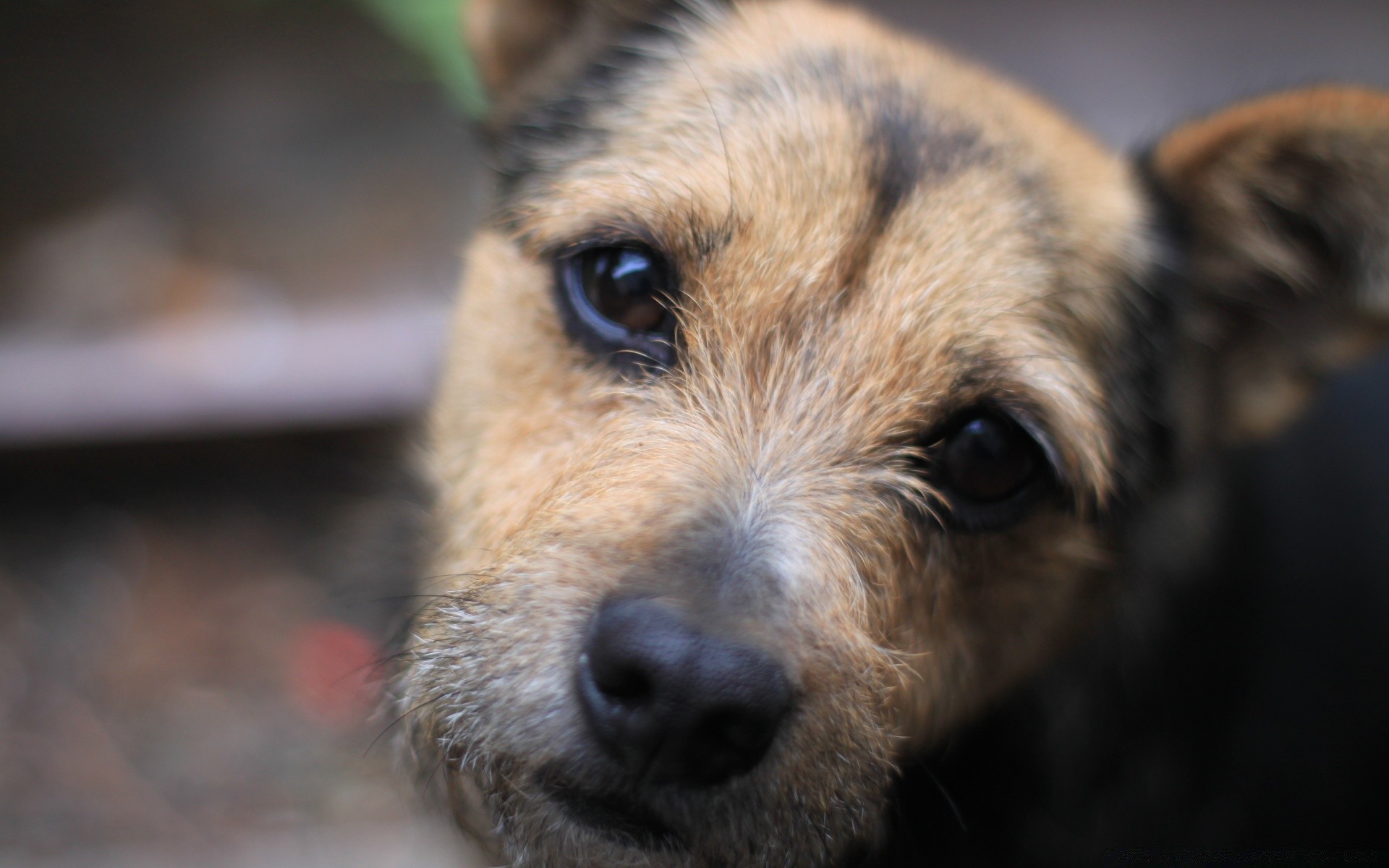 hund hund säugetier hundespezialist tier haustier niedlich porträt fell welpe auge ansicht wenig junge inländische nase terrier