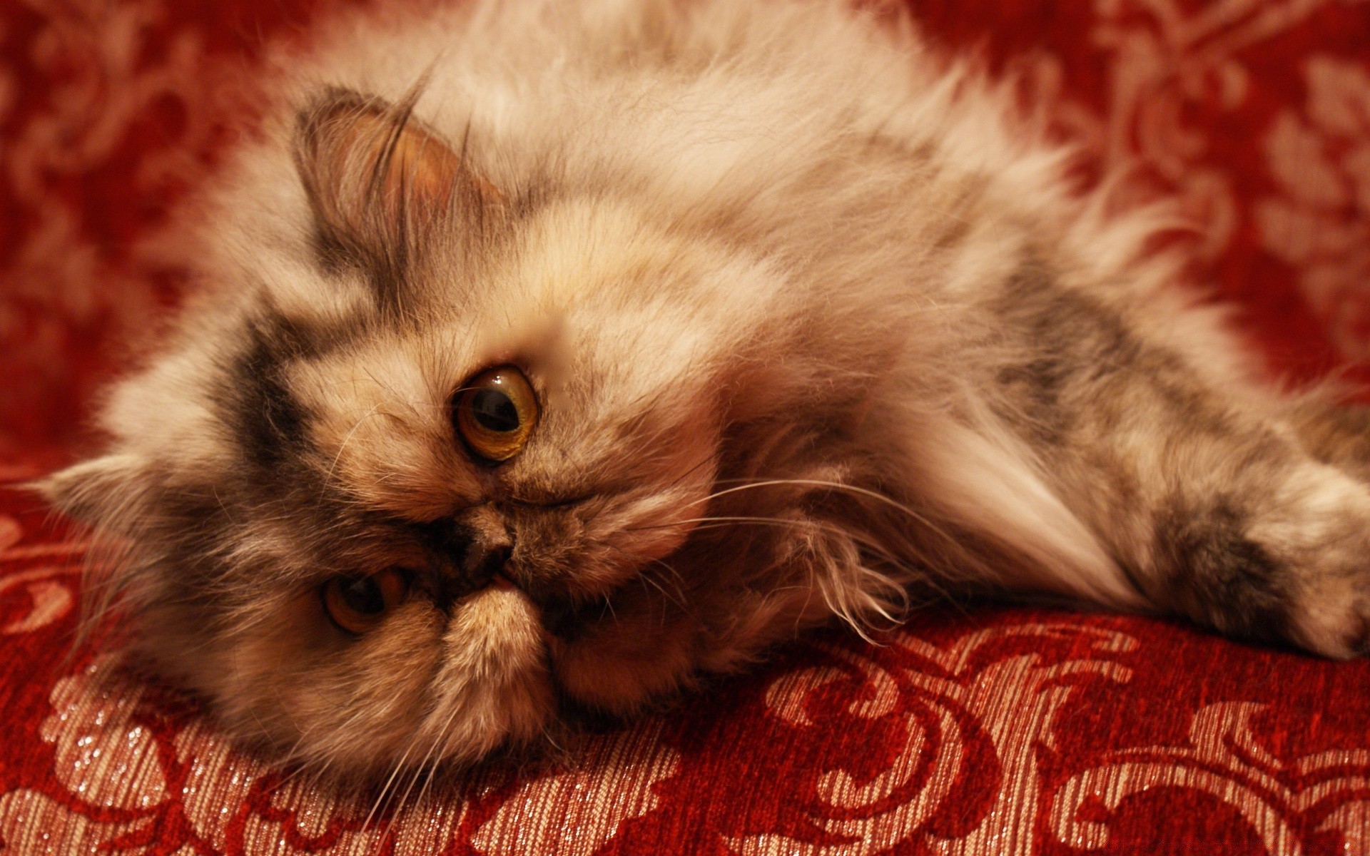 gatos gato pele mamífero animal de estimação fofa gatinho animal retrato para baixo doméstico cabelo fofo olho sentar bebê pequeno sono bigode jovem