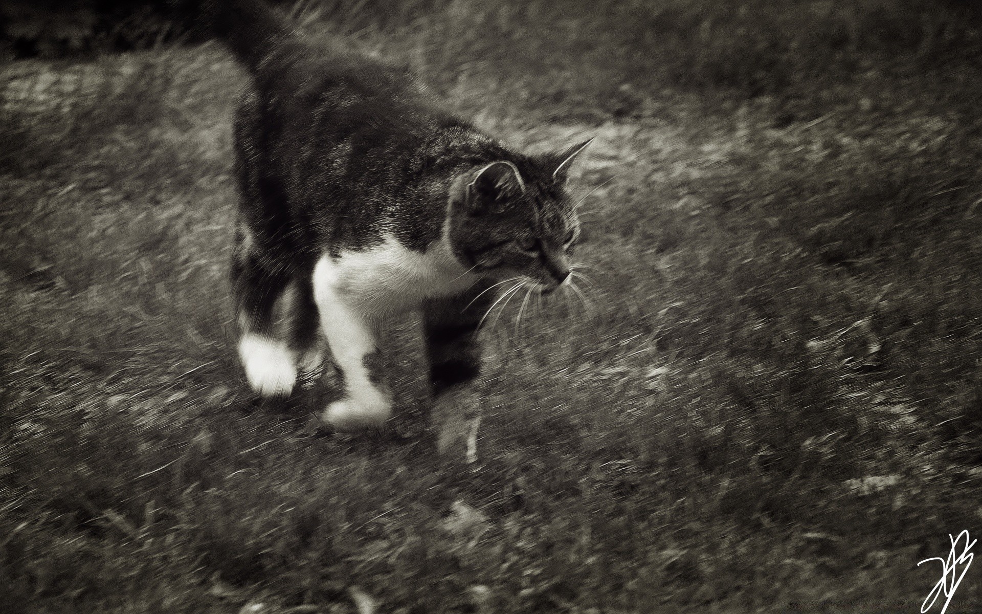 katzen katze säugetier tier niedlich natur kätzchen im freien fell haustier ein porträt gras auge