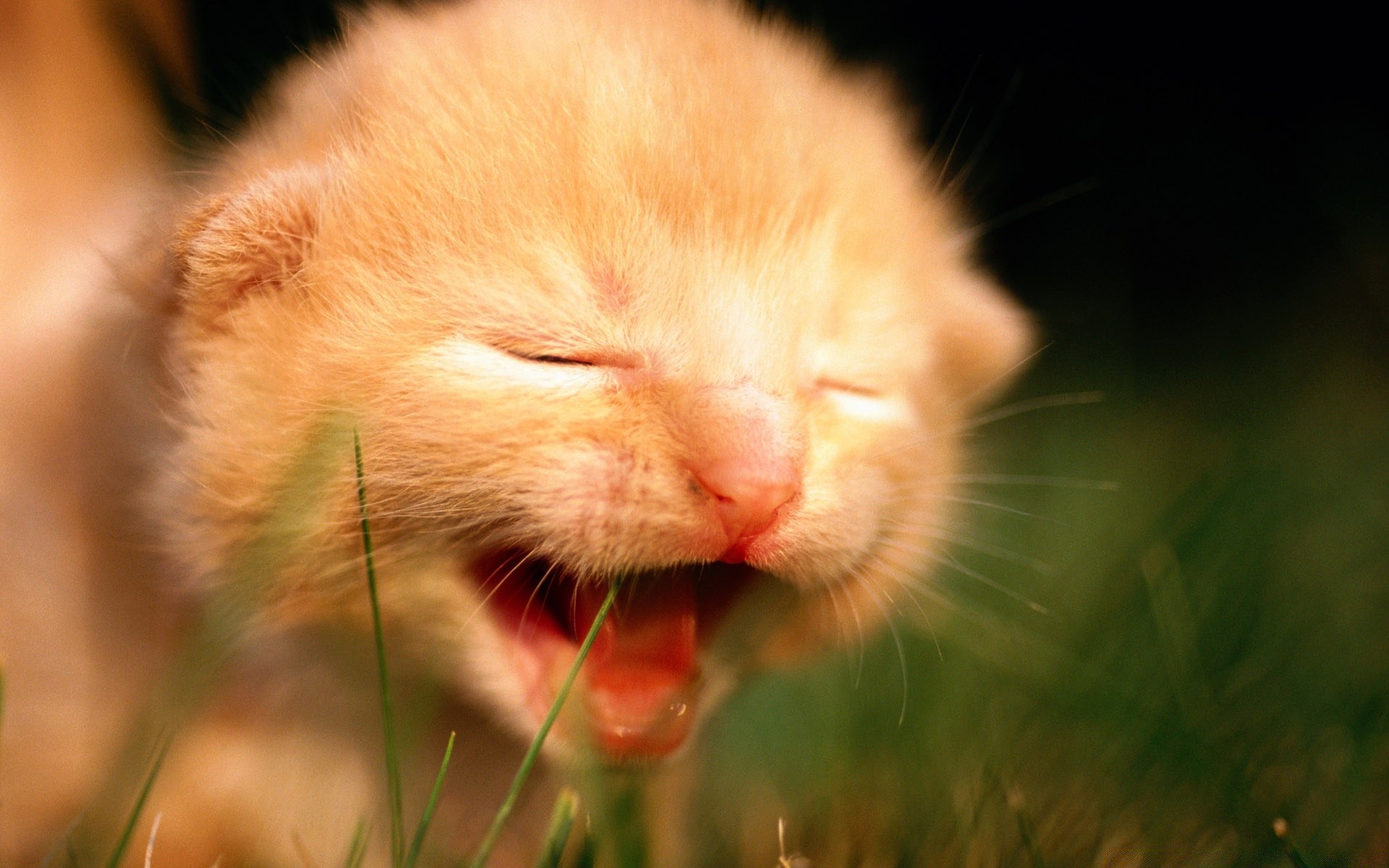 gatos natureza animal pele fofa gato pequeno criança