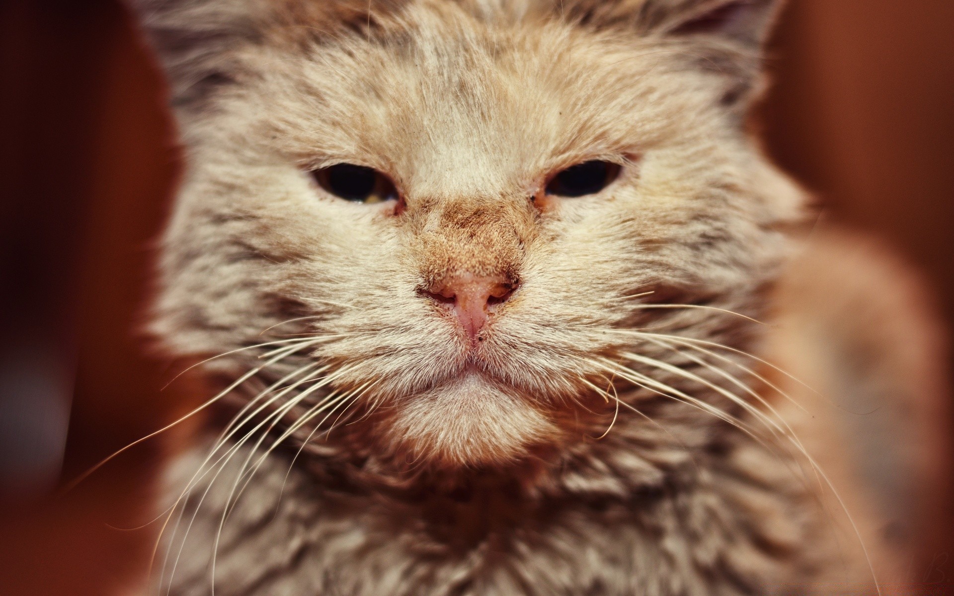 gatos pelaje lindo mamífero gato ojo bigote animal retrato pelusa pelo poco mascota ver vida silvestre joven