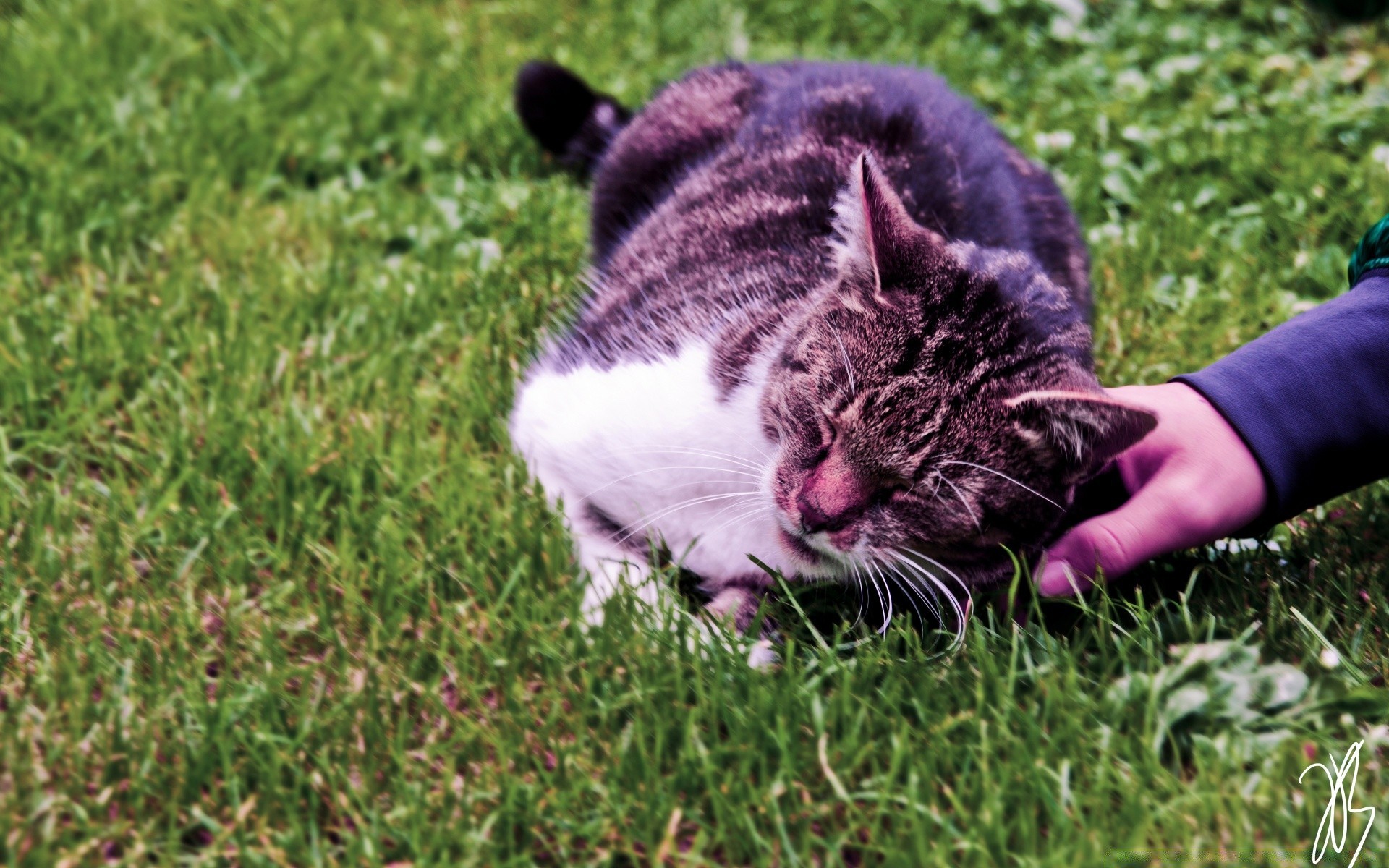 chats herbe chat animal mammifère mignon nature animal de compagnie jeune fourrure domestique à l extérieur portrait champ foin petit été