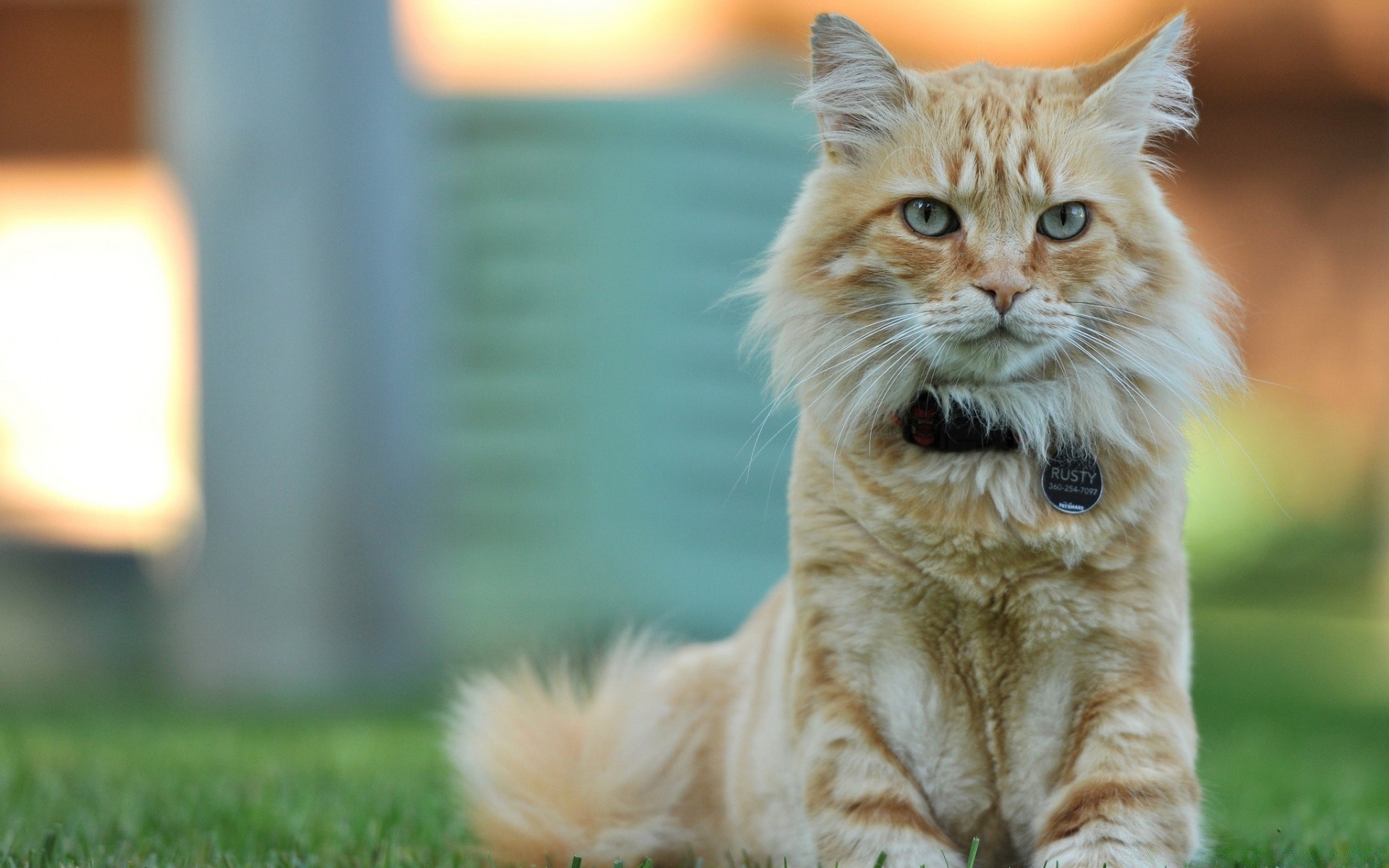 gatti gatto carino ritratto natura erba animale gattino occhio animale domestico mammifero pelliccia giovane domestico