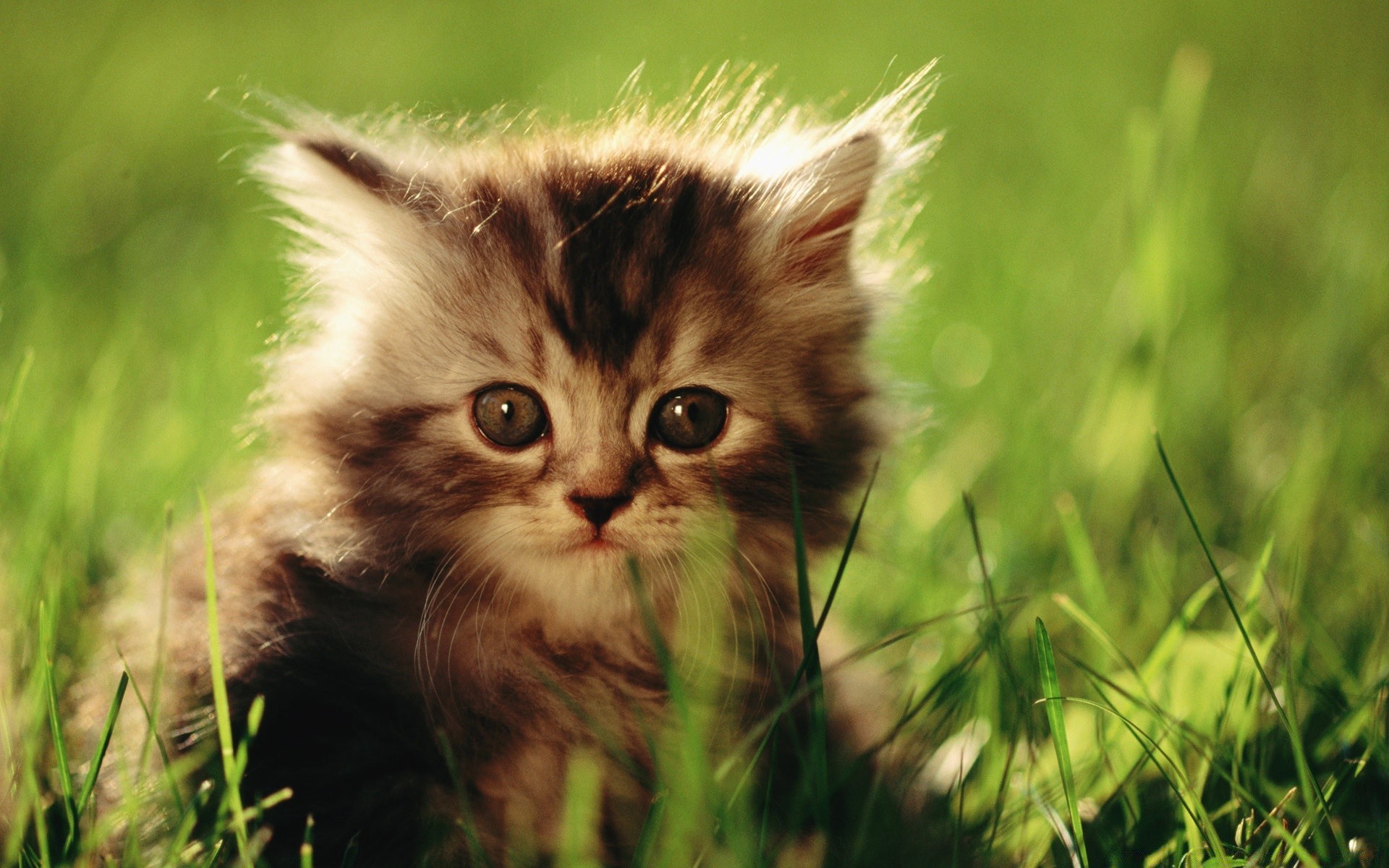 cats cute cat animal grass little nature kitten eye fur mammal young pet