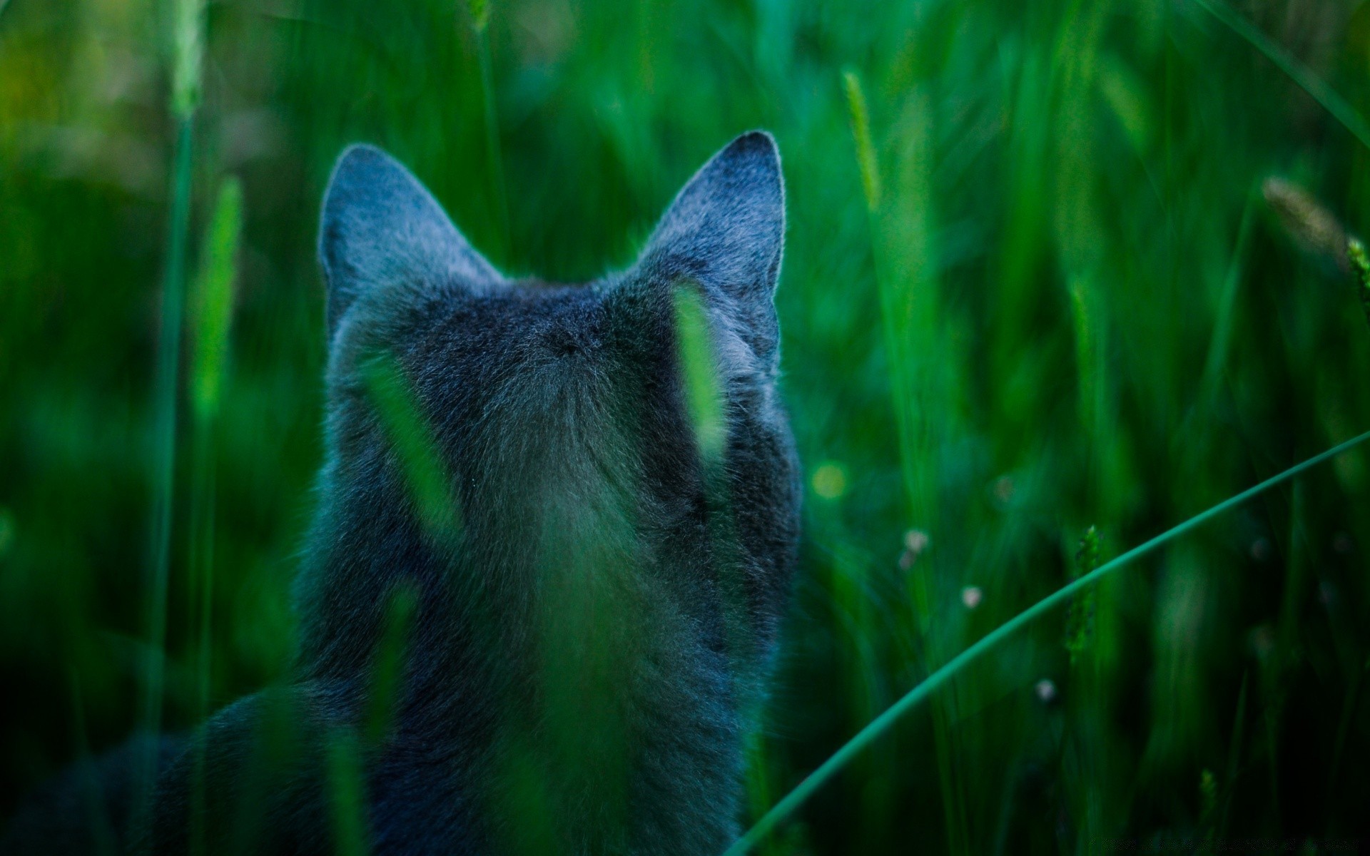 dogs nature grass outdoors animal mammal wildlife