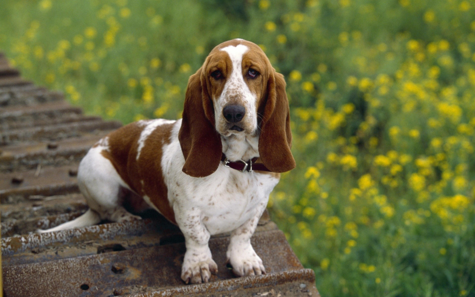 cães mamífero cão cinegrafista grama fofa feno animal de estimação campo filhote de cachorro pequeno animal ao ar livre