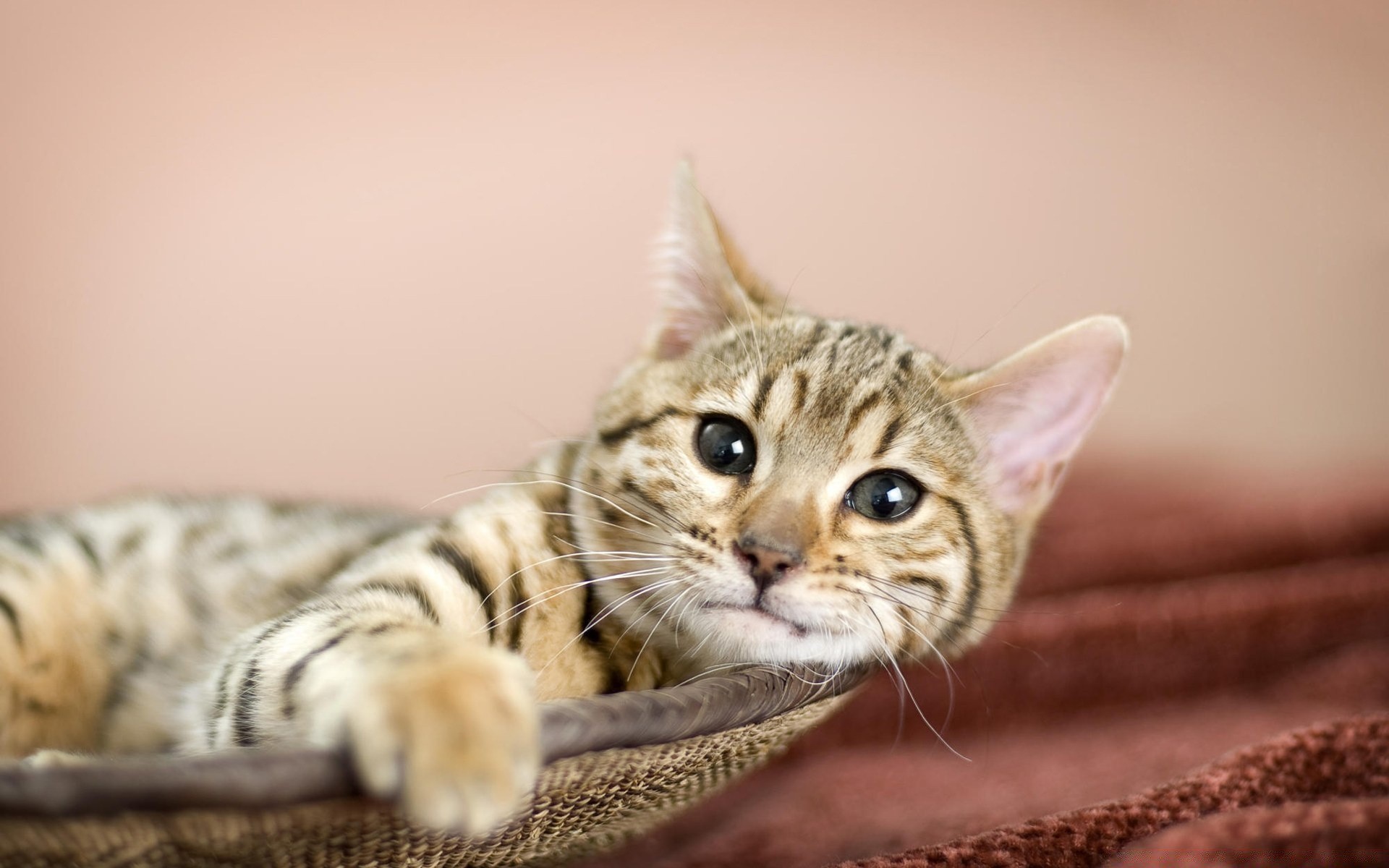 katze katze tier niedlich fell säugetier kätzchen haustier porträt inländische junge wenig