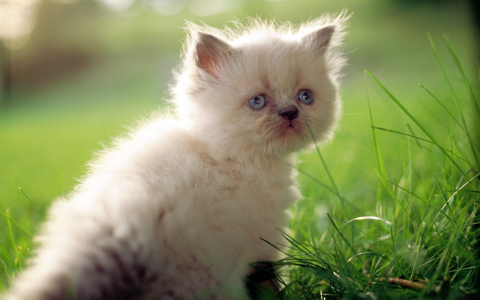 gatos lindo animal mamífero pequeño gato mascota pelaje retrato joven ojo abajo naturaleza doméstico bebé hierba