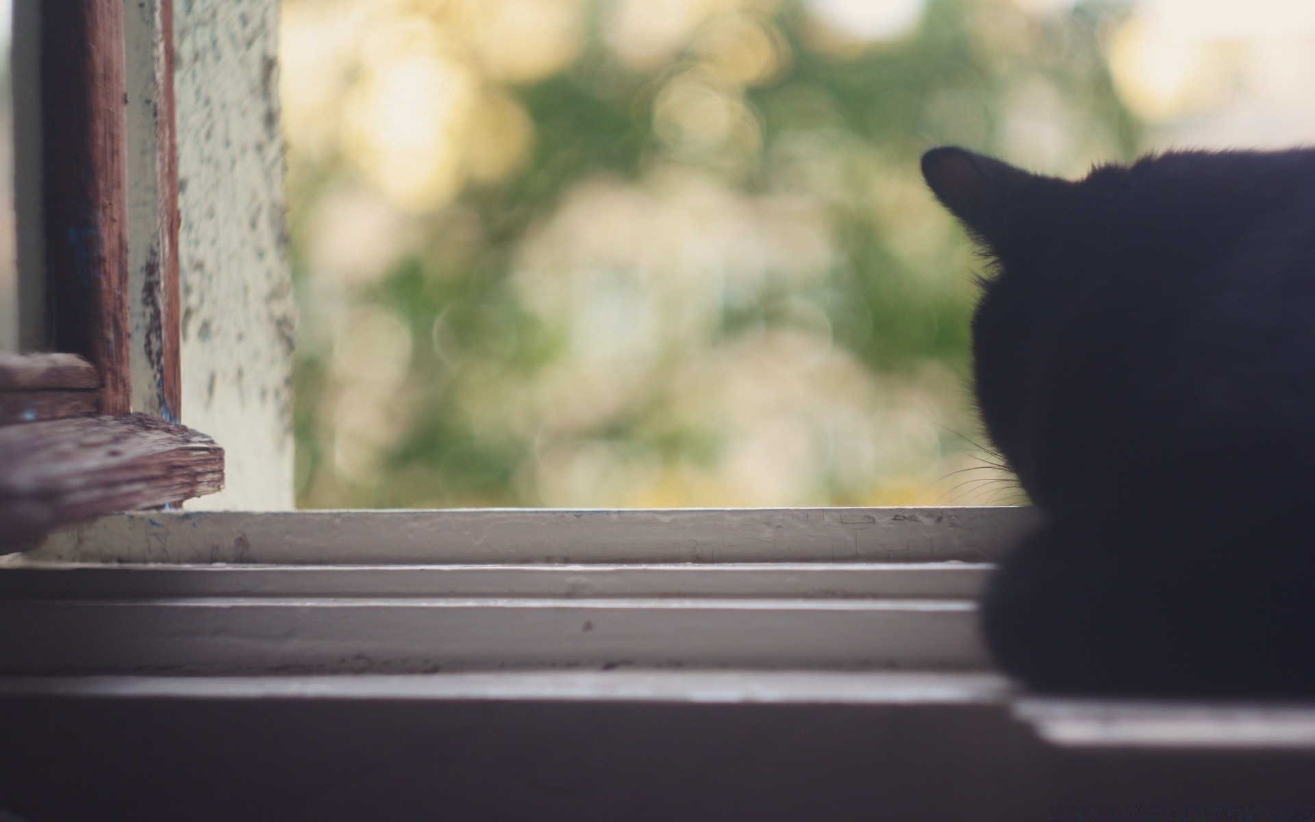 katzen katze vogel fenster holz natur licht tierwelt familie ein im freien baum tier säugetier