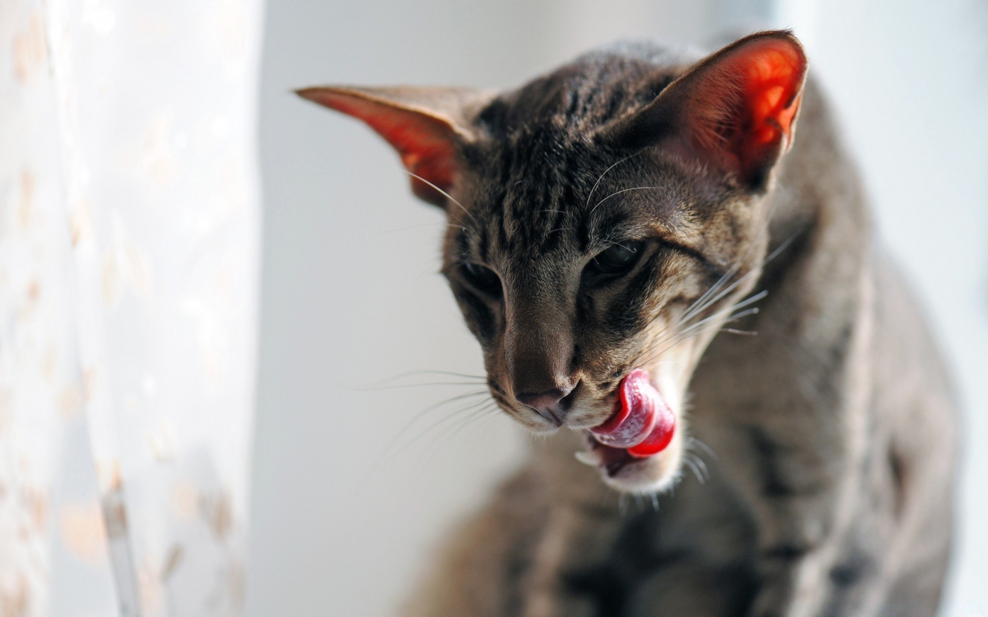 gato animal retrato lindo gato mamífero ojo piel mascota joven divertido viendo