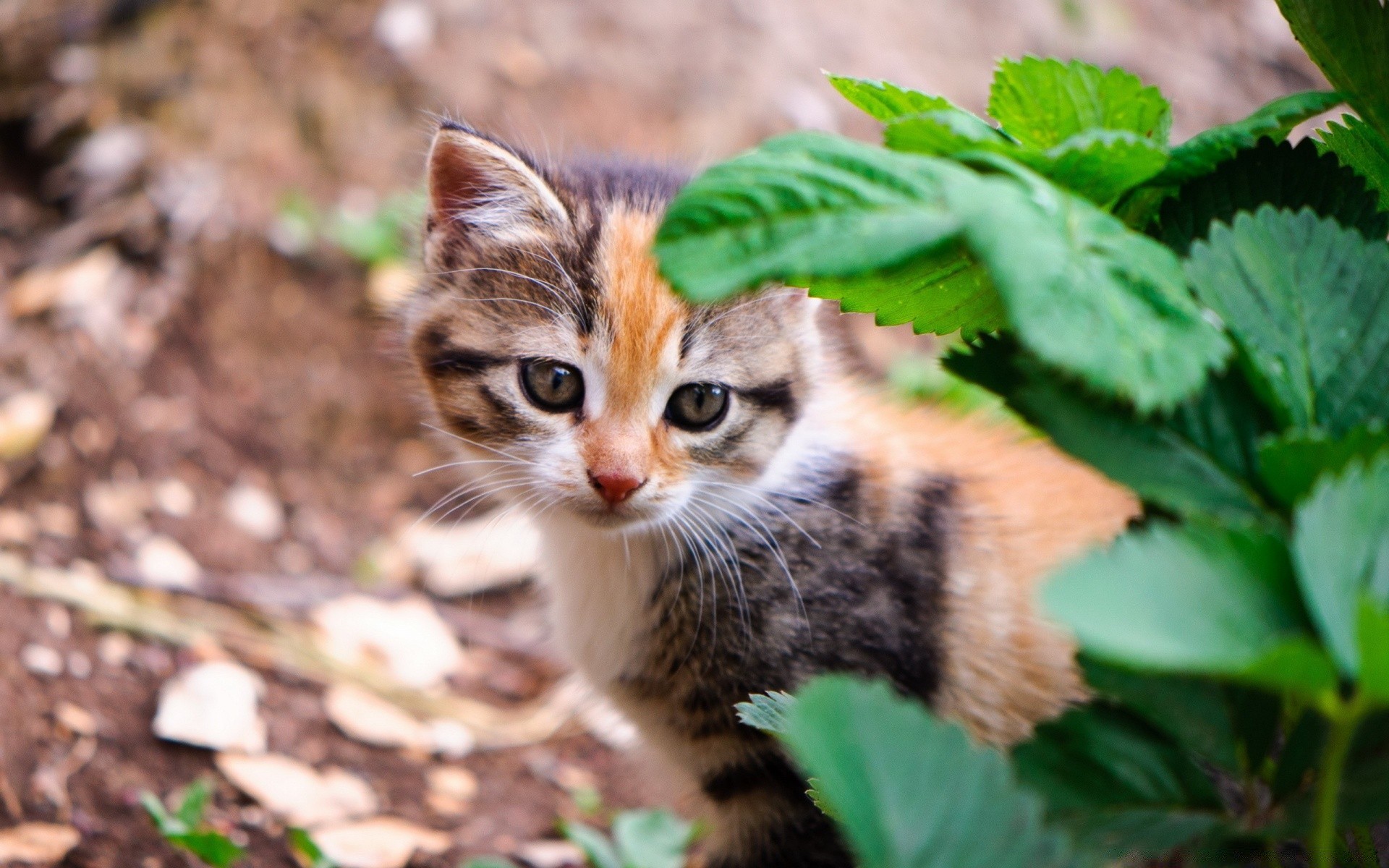 gatos lindo naturaleza animal pequeño vida silvestre ojo gato pelaje mamífero joven