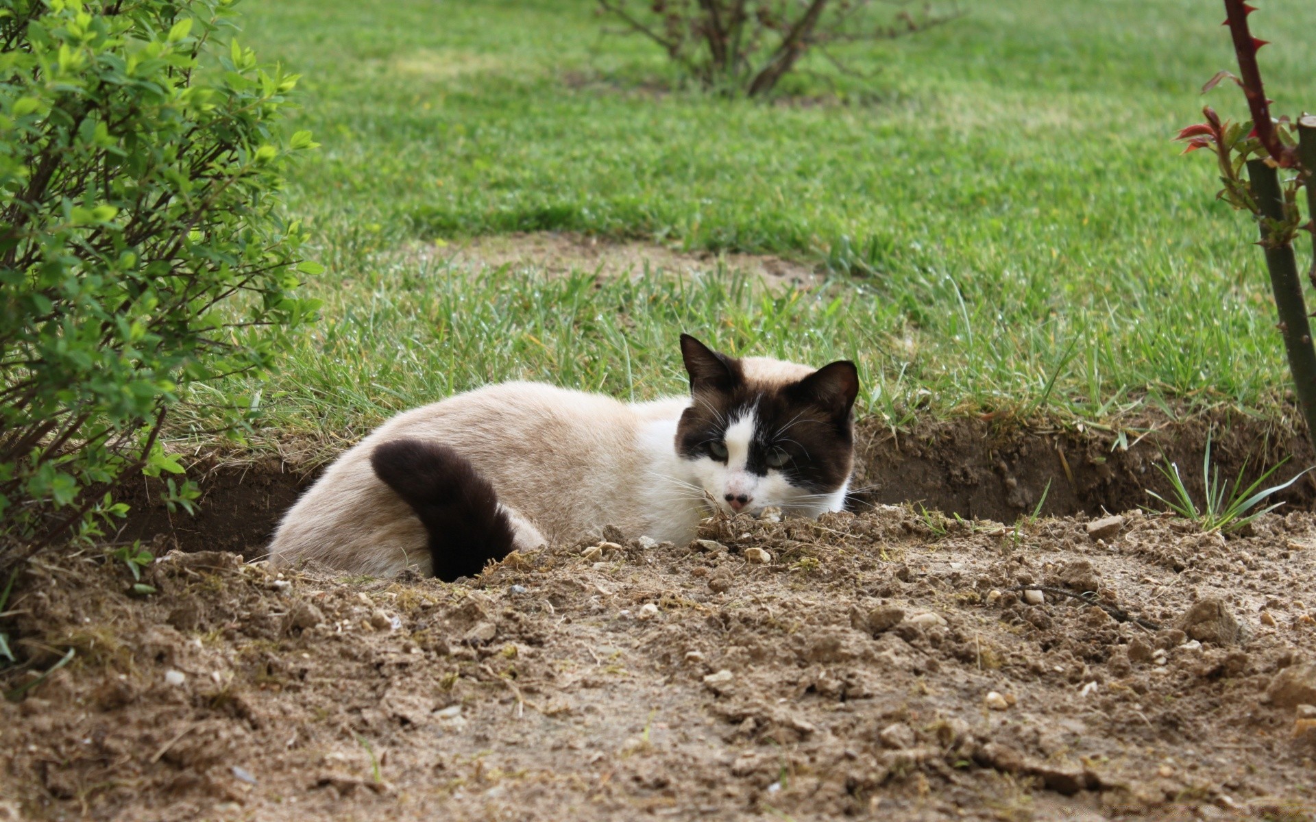 chats mammifère à l extérieur herbe nature mignon chat petit