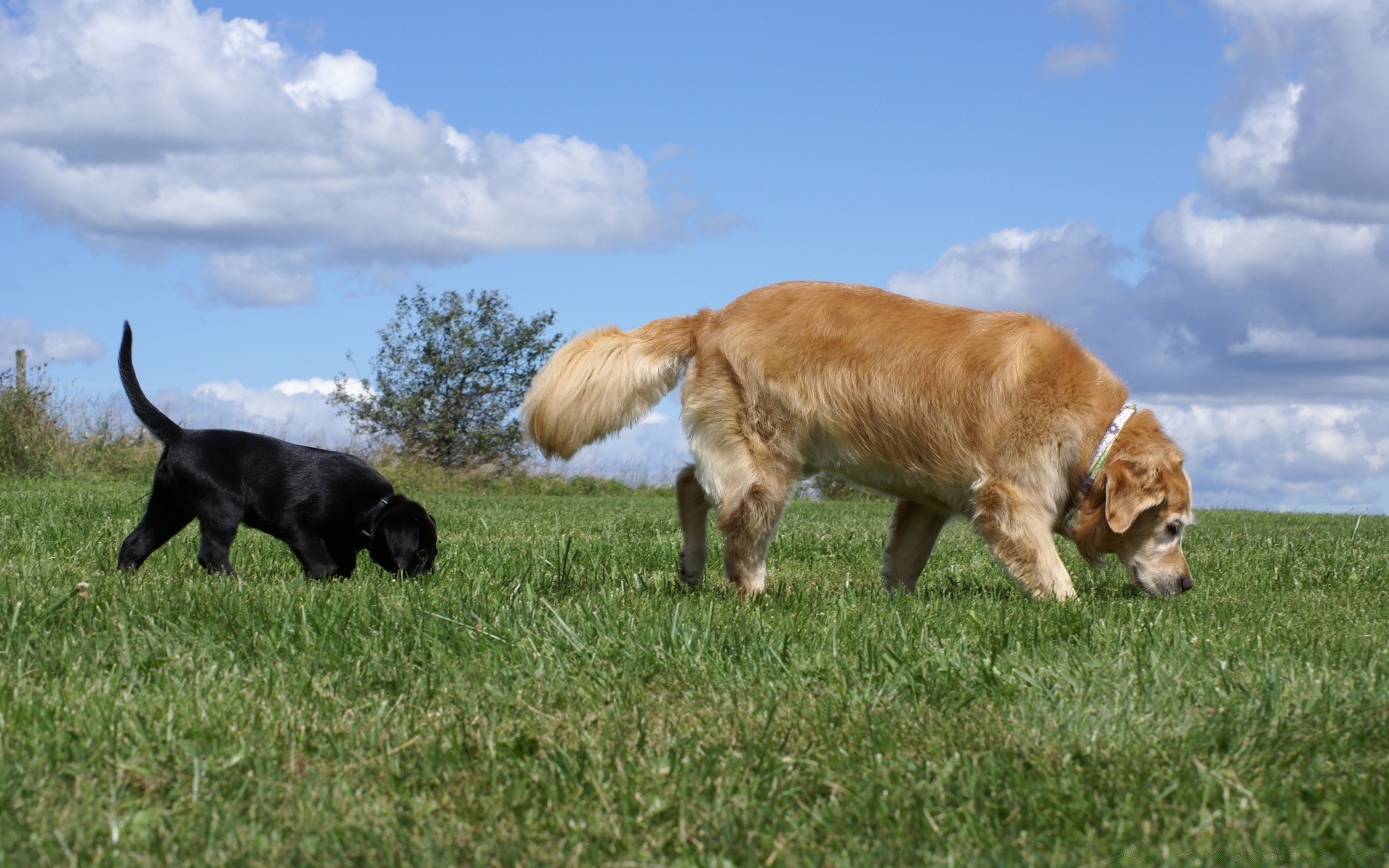 chien mammifère herbe animal foin bétail champ chien ferme animaux vivants race domestique pâturage animal de compagnie cynologue agriculture vache