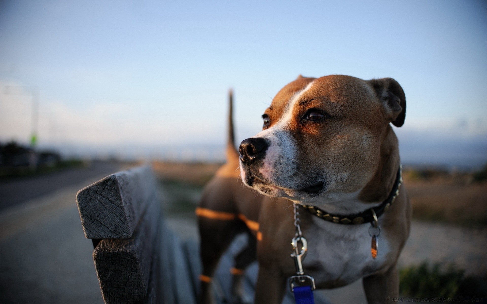 dogs dog portrait mammal one outdoors canine beach animal pet