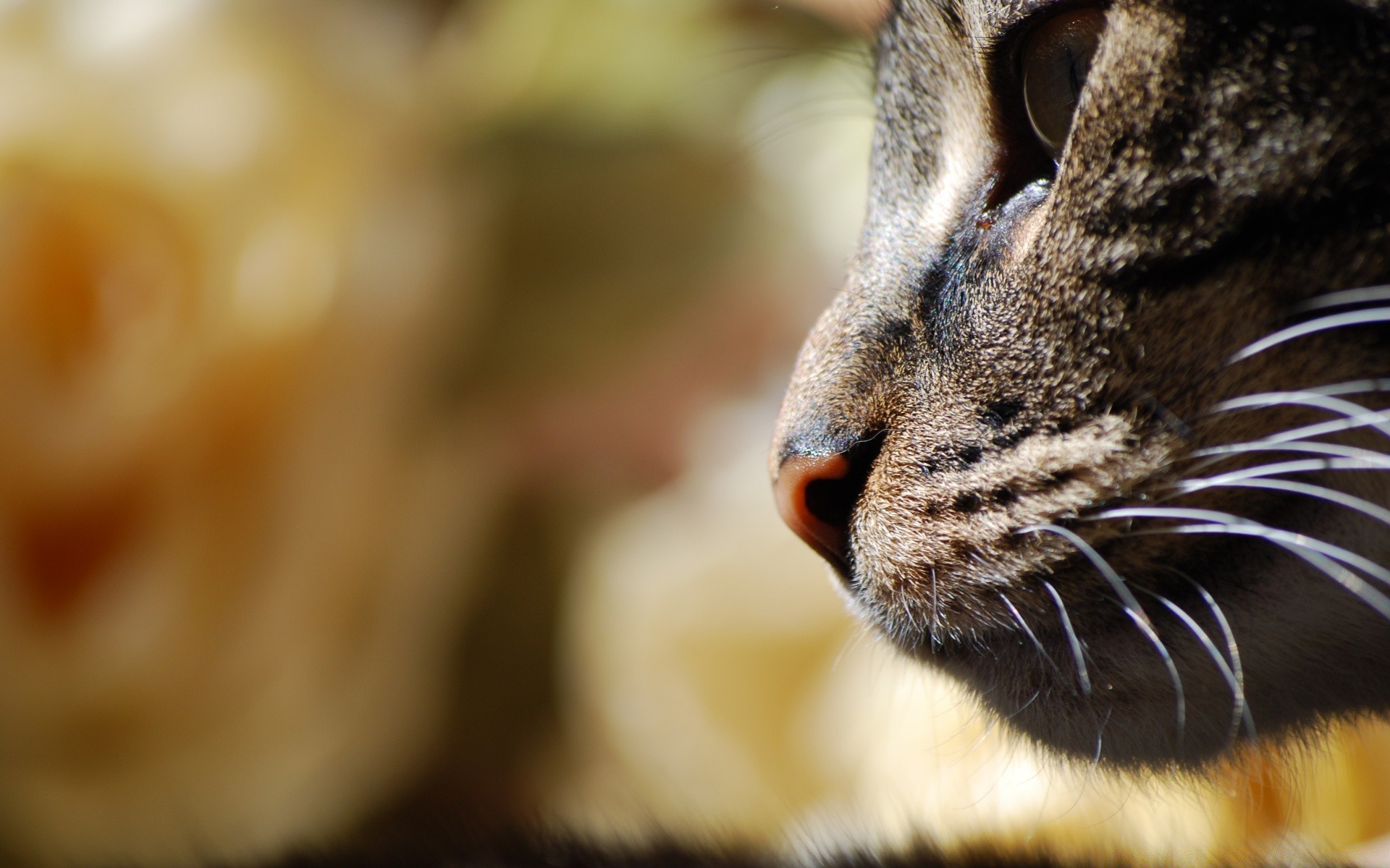 gatos gato mamífero fofa pele natureza vida selvagem retrato borrão animal olho pequeno