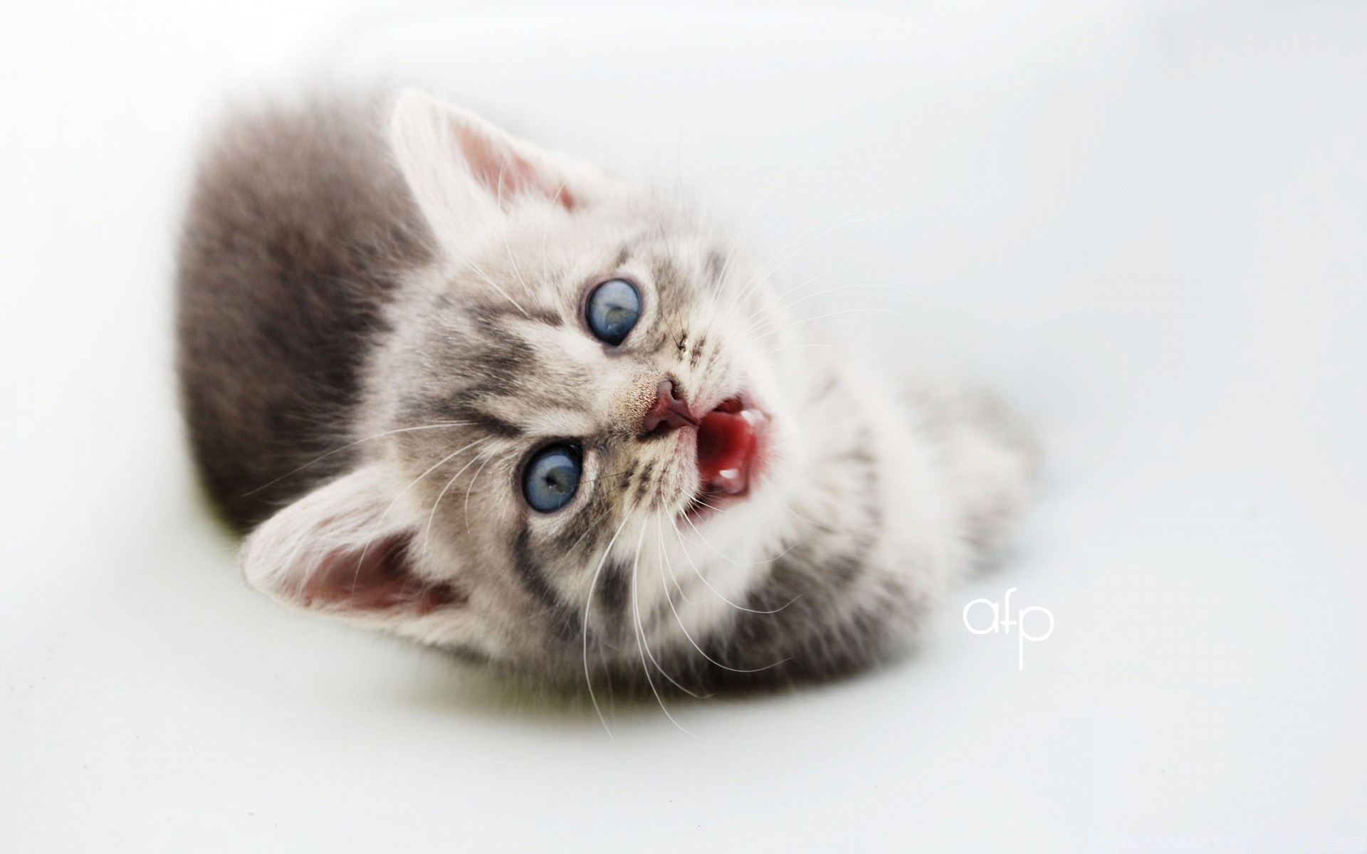 chat chat chaton animal de compagnie animal mignon domestique fourrure mammifère vers le bas enfant petit portrait gris moelleux adorable studio jeune race pur-sang patte