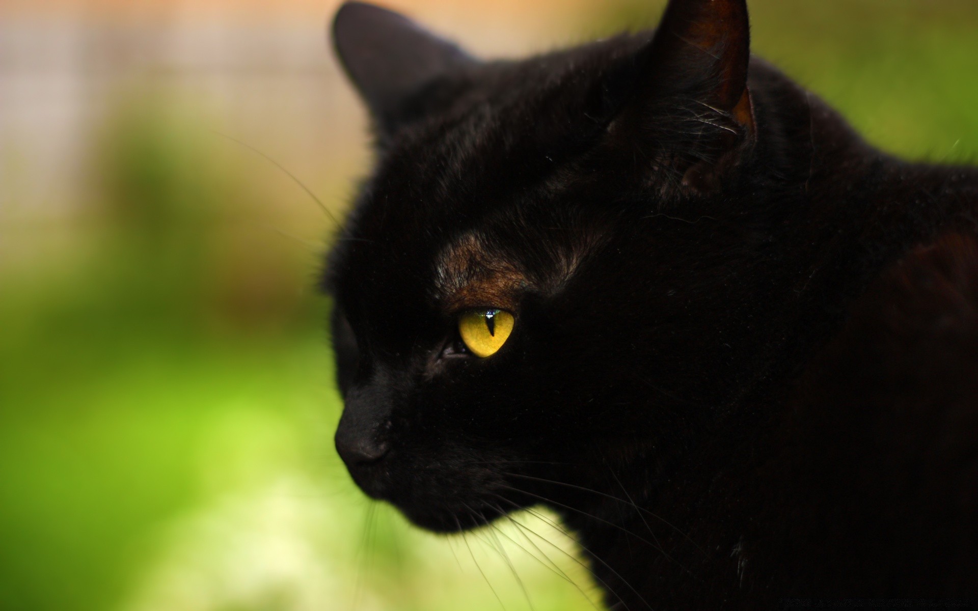 gatos gato retrato fofa animal de estimação olho mamífero animal solteiro ver sentar cabelo