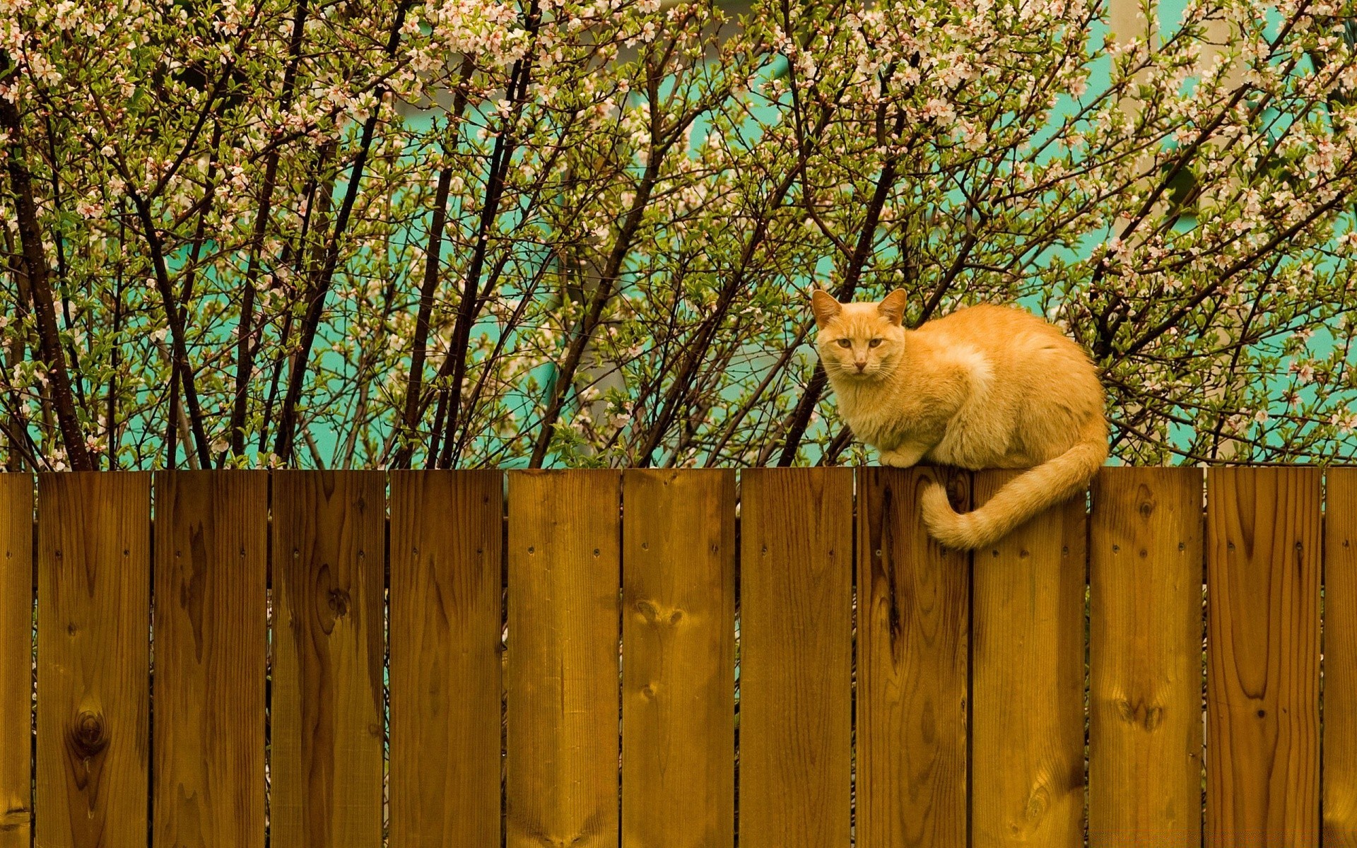 gatti legno recinzione legno legno natura all aperto paesaggio parco desktop colore