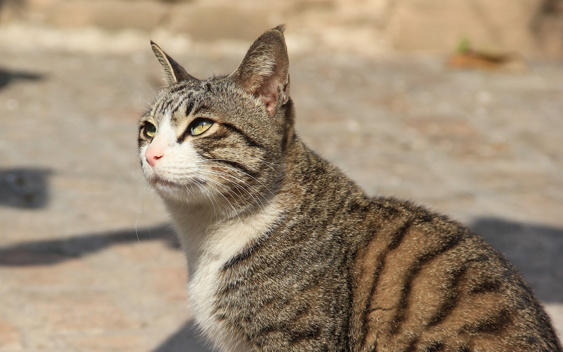 chat mignon fourrure nature animal oeil chat mammifère jeune portrait animal de compagnie peu sauvage aperçu la faune cheveux