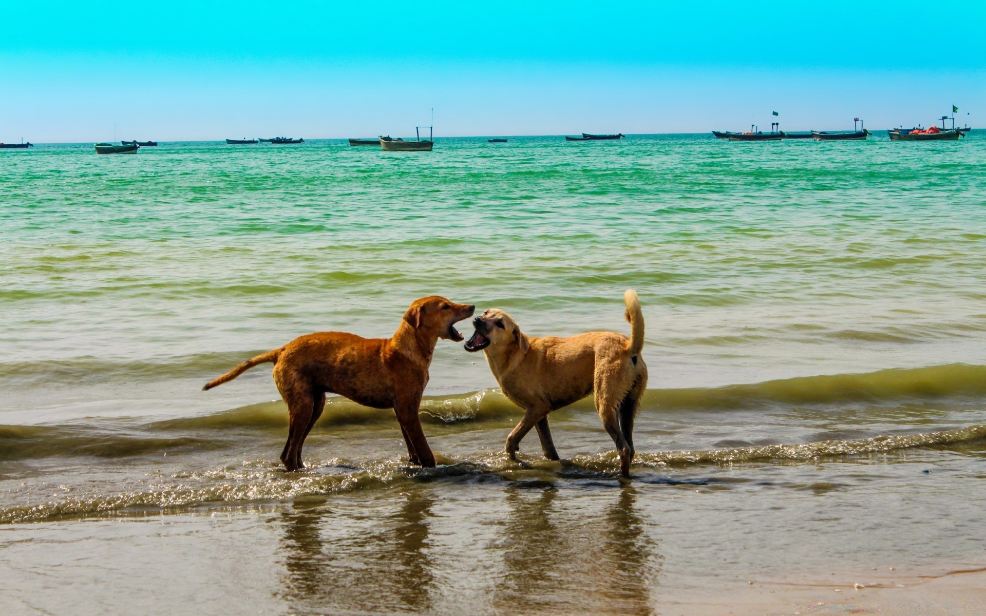 chiens eau été plage sable mer animal chien nature en plein air animal de compagnie