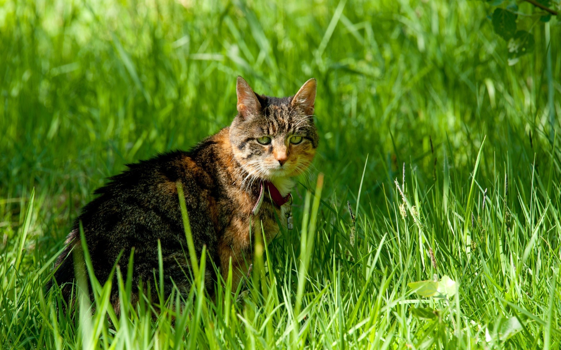 katzen gras natur tier niedlich fell katze jung wenig heuhaufen säugetier im freien sommer