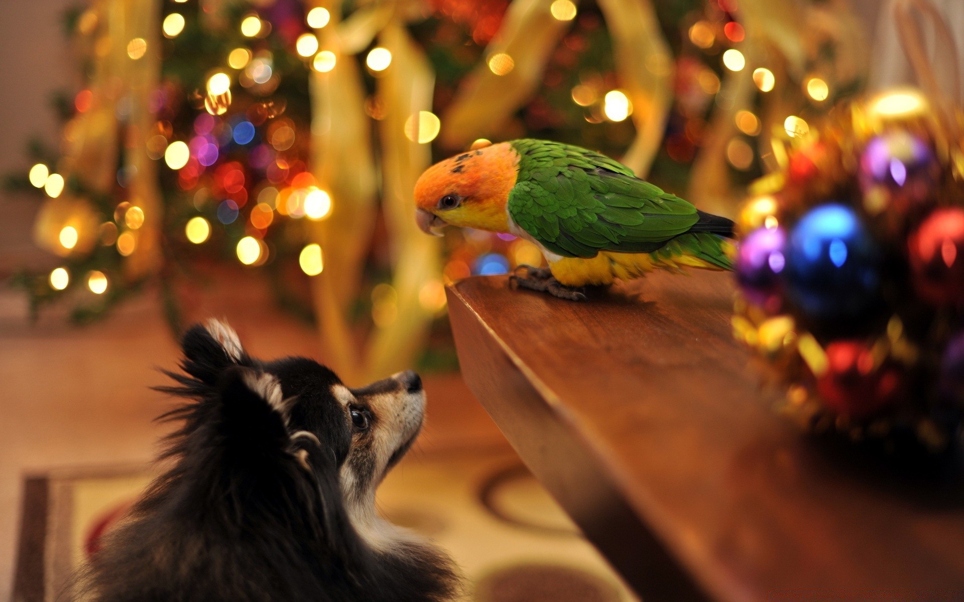 chiens oiseau flou festival noël