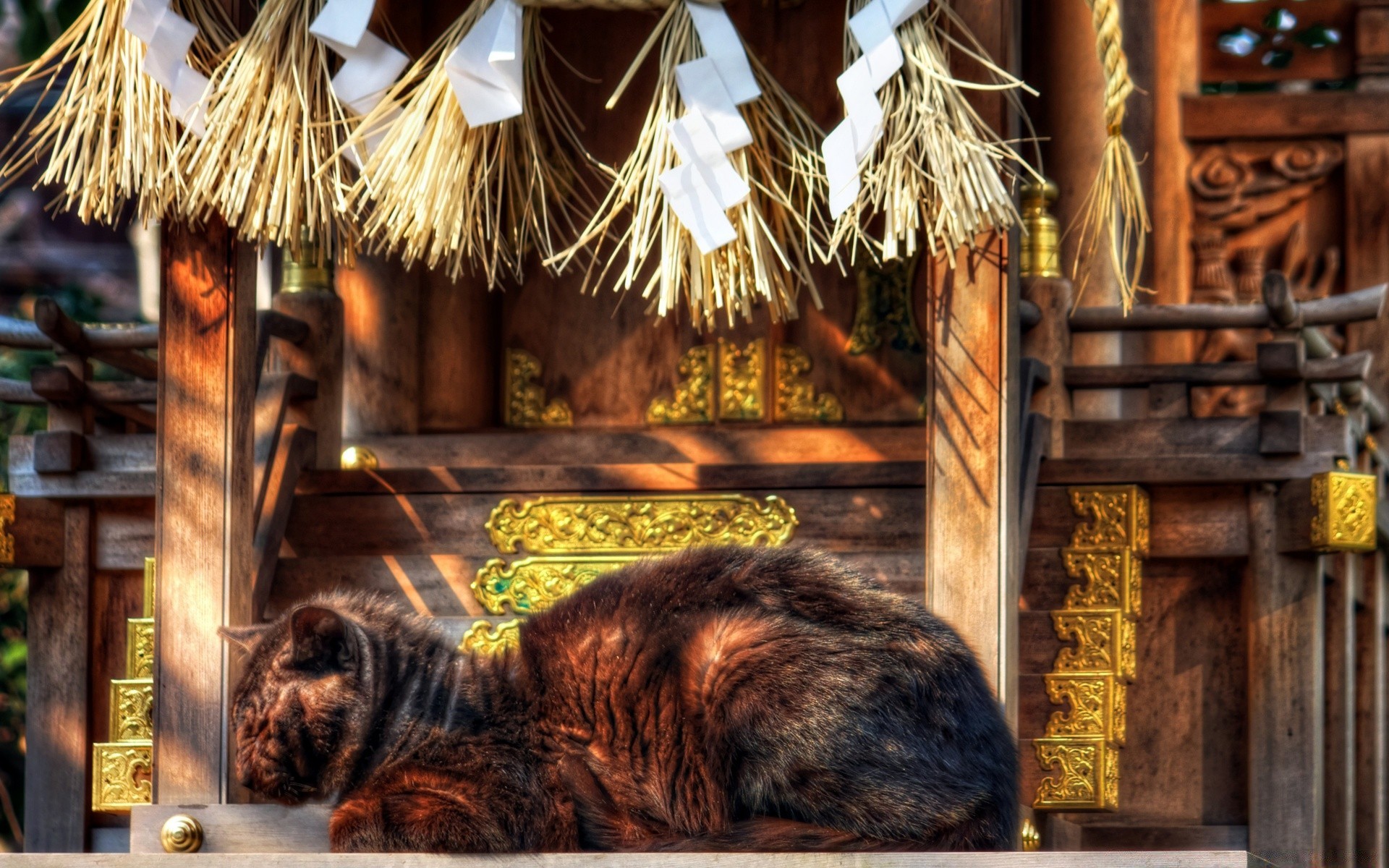 chats bois maison en bois traditionnel architecture vieux famille à l intérieur