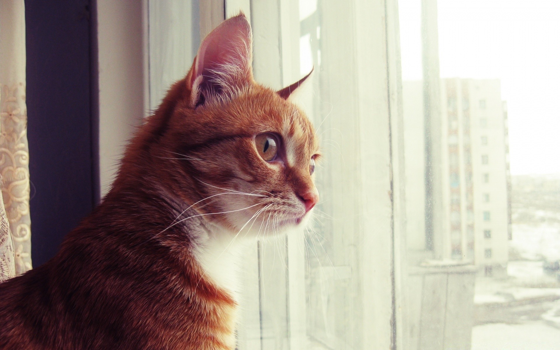 gatti gatto carino animale domestico domestico ritratto animale mammifero singolo gattino giovane sedersi guardare curiosità occhio pelliccia divertente