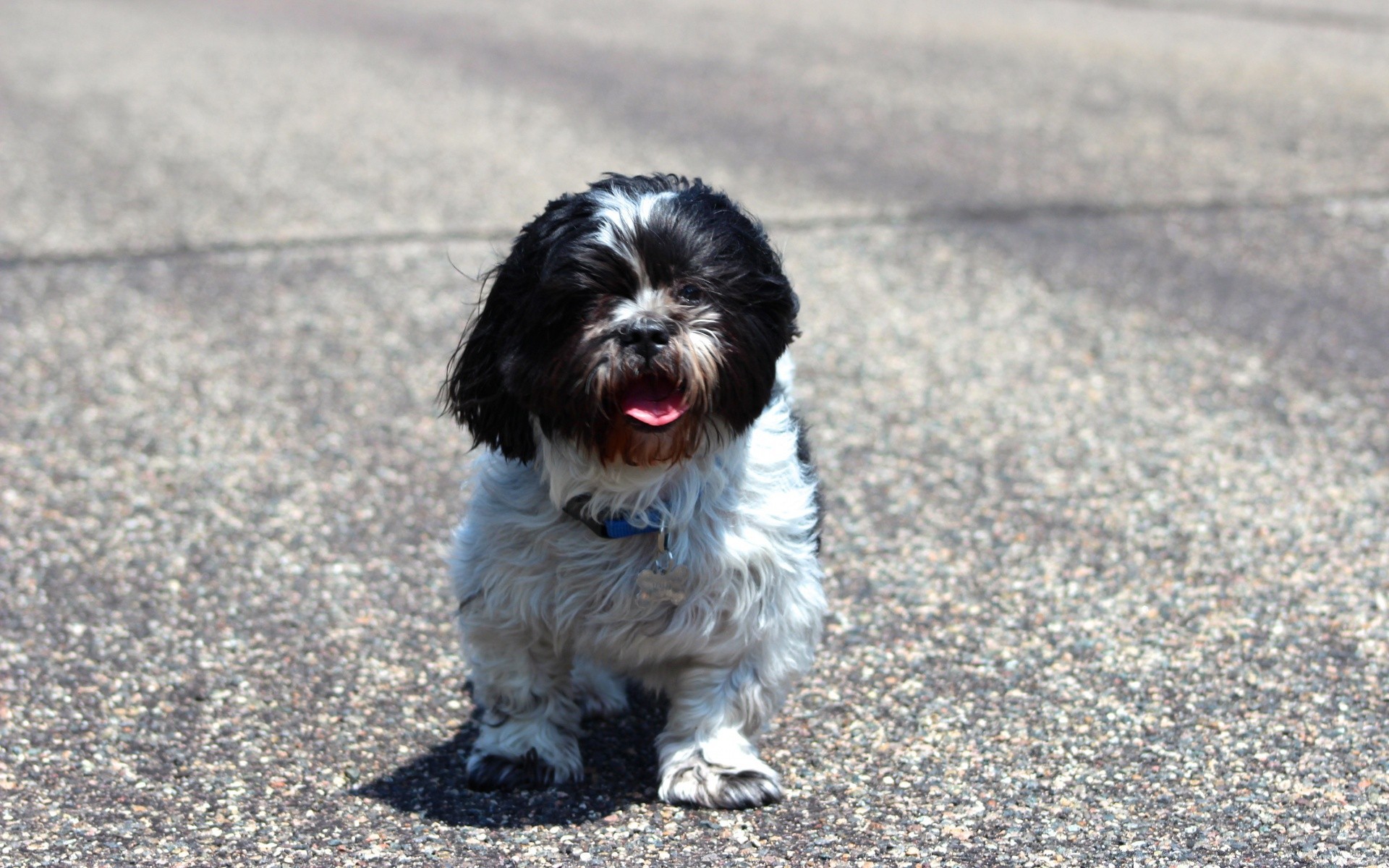 dogs dog animal pet portrait cute mammal canine puppy little fur