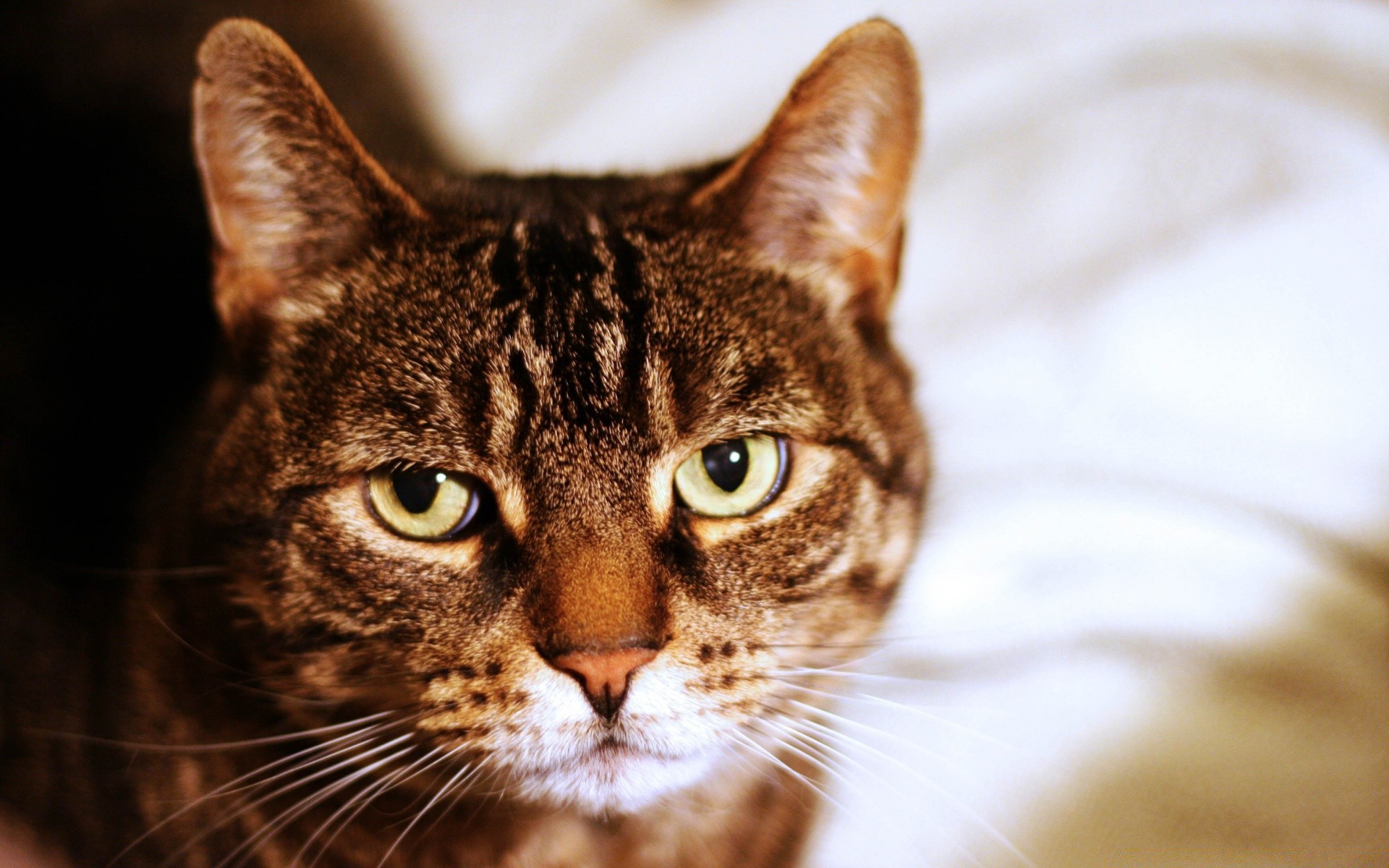 gatti gatto animale ritratto carino animale domestico pelliccia occhio mammifero domestico gattino piccolo