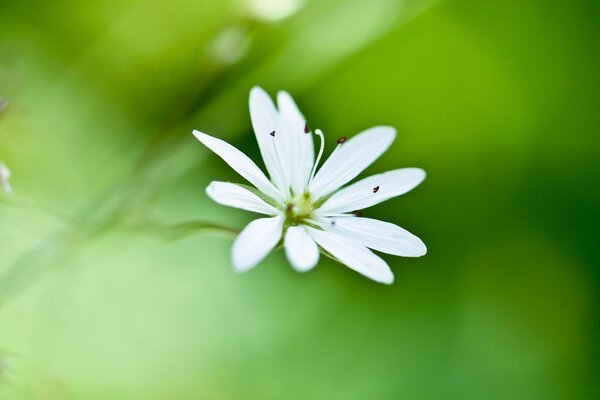 White delicate flower on a green background macro-shooting