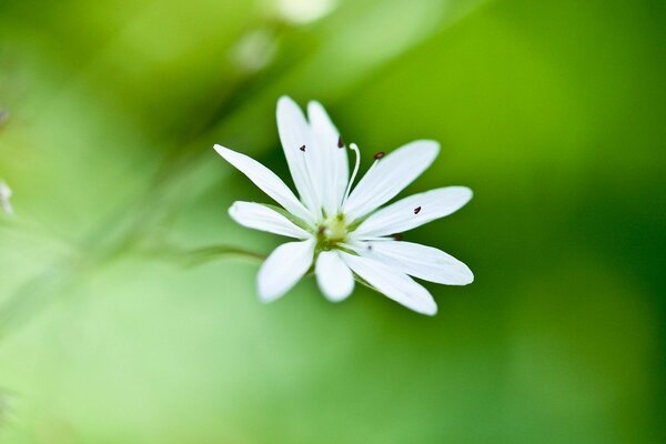 Белый нежный цветок на зеленом фоне макро-съёмка