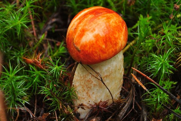 Champignon Podosinovik dans la mousse de la forêt