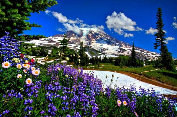 Natura paesaggio strada fiori neve montagne