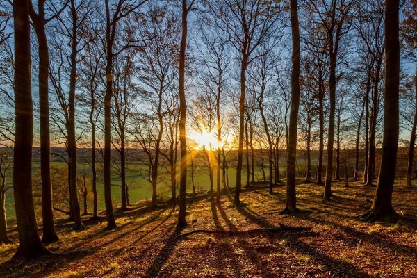 The beginning of the day in the forest. Horizon