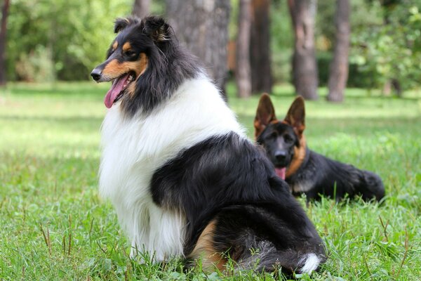 Los perros descansan en el acogedor parque