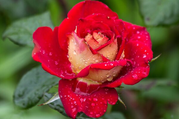 Rote Rose Emblem der Liebe