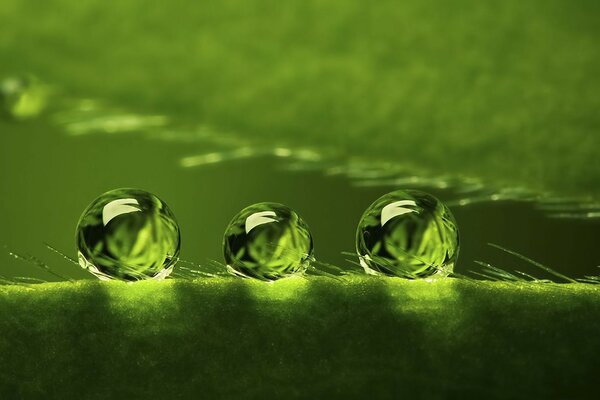 Three drops of dew are lying on a leaf