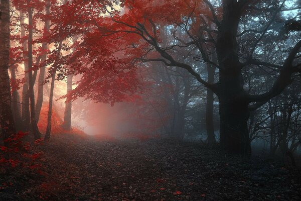 Floresta escura com Photoshop vermelho