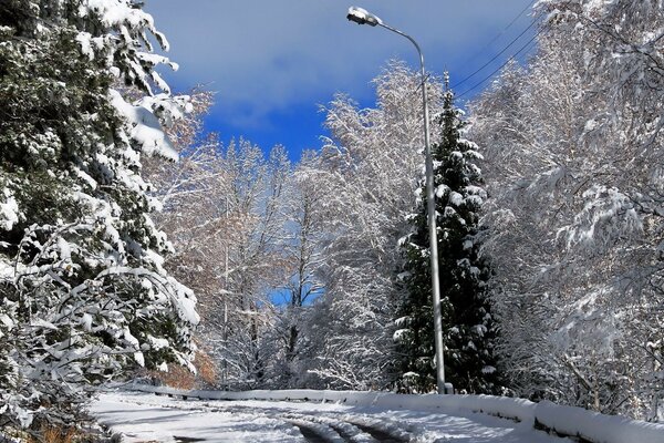 Snowy winter in the park.Christmas trees and snow