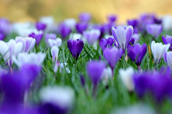 Delicate and beautiful flowering of lilac snowdrops