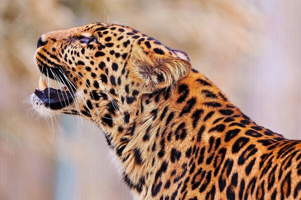 Strength and grace. Leopard in the wild