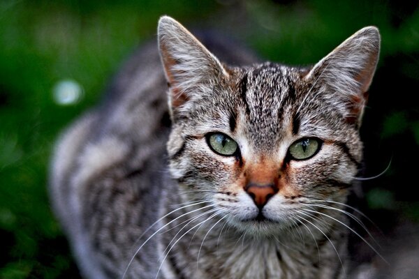 Gato bonito na natureza