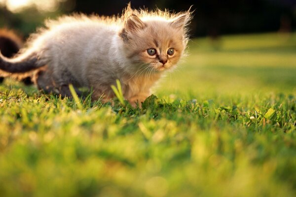 Cute cat on the green grass