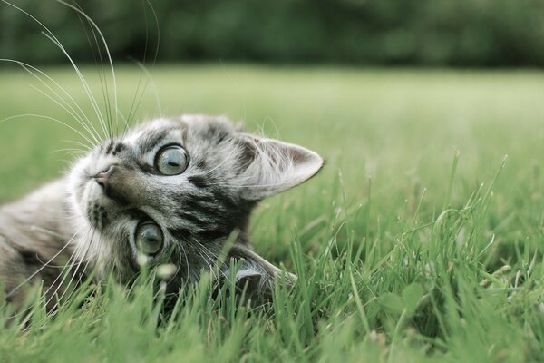 Eine Katze, die auf einer Wiese liegt