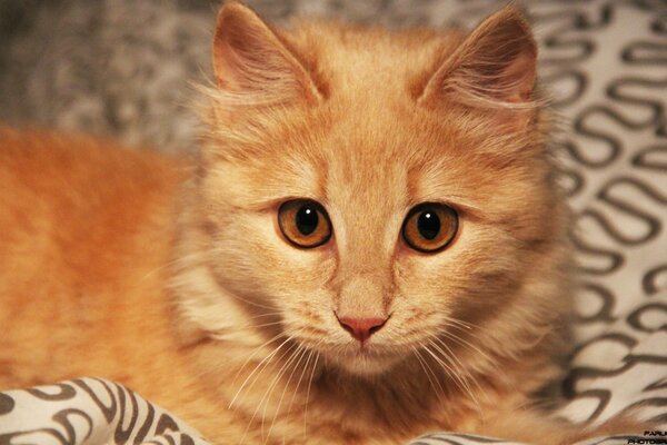 Süße Katze mit rotem Fell